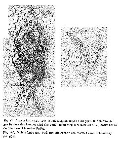 Eckstein, K (1883): Zeitschrift für wissenschaftliche Zoologie 39 p.383, fig.37